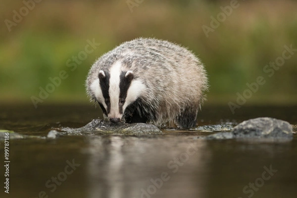 Fototapeta European badger (Meles meles - Eurasian badger) in his natural environment. Cute black and white mammal, bathing in the water. Badger walking and bathing in a river.