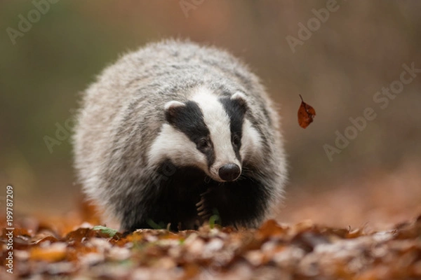 Fototapeta Portrait of European badger (Meles meles in his natural environment. Cute black and white mammal, autumn scenery from colorful forest.