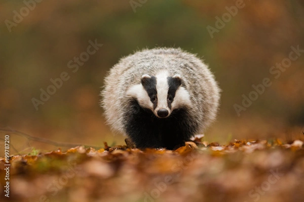 Obraz Portrait of European badger (Meles meles in his natural environment. Cute black and white mammal, autumn scenery from colorful forest.