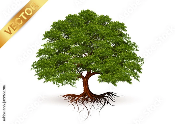 Fototapeta Beautiful tree Realistic  on a white background.