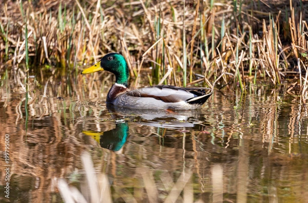 Obraz Mallard Duck - anas platyrhynchos