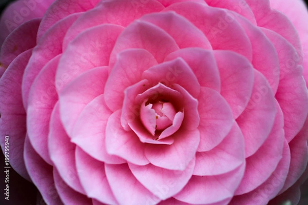 Fototapeta 乙女椿