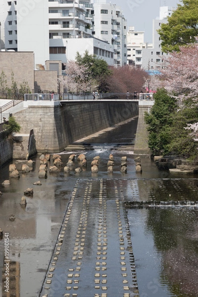 Obraz Meguro river