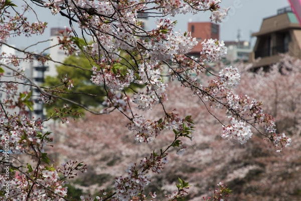 Obraz Cherry Blossom
