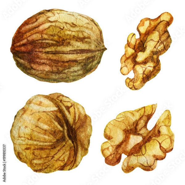 Obraz Watercolor illustration. Walnut from different directions. Walnut without shell.