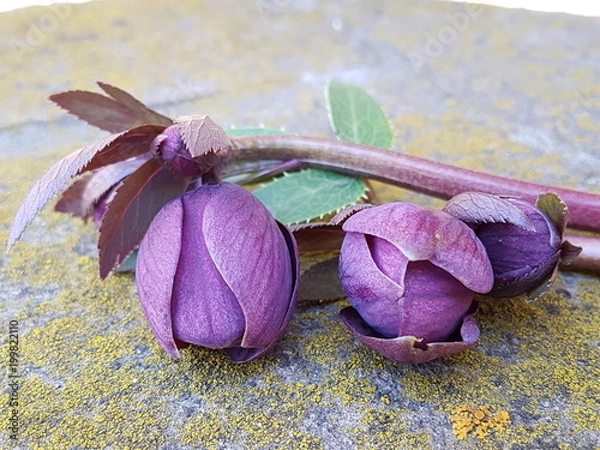 Fototapeta Ветка красных цветов  с зелёным листом 