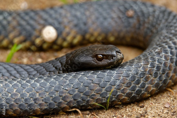 Obraz Tiger snakes (Notechis scutatus) are a venomous snake species found in the southern regions of Australia, including its coastal islands, such as Tasmania.