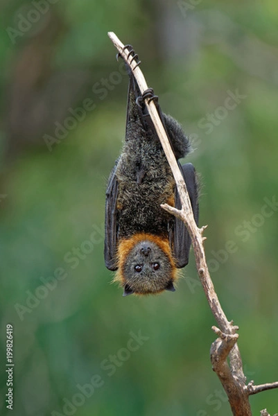 Obraz The grey-headed flying fox Pteropus poliocephalus is the largest bat in Australia. This flying fox has a dark-grey body with a light-grey head and a reddish-brown neck collar