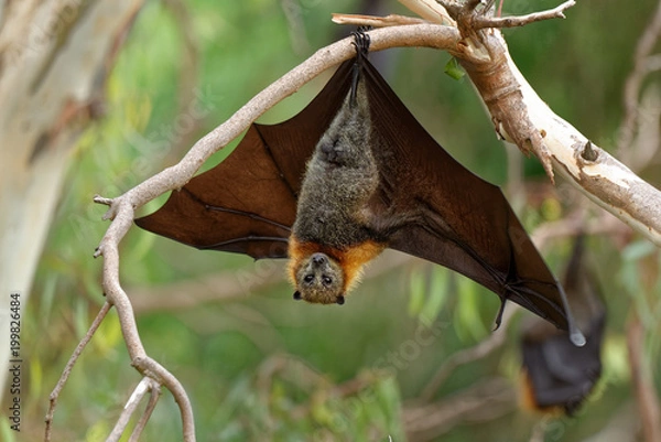 Obraz The grey-headed flying fox Pteropus poliocephalus is the largest bat in Australia. This flying fox has a dark-grey body with a light-grey head and a reddish-brown neck collar