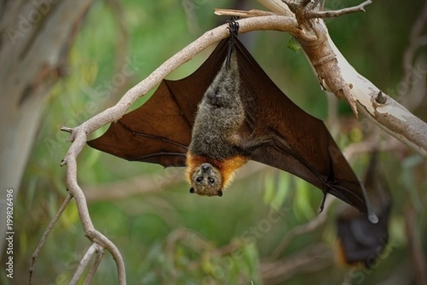Obraz The grey-headed flying fox Pteropus poliocephalus is the largest bat in Australia. This flying fox has a dark-grey body with a light-grey head and a reddish-brown neck collar