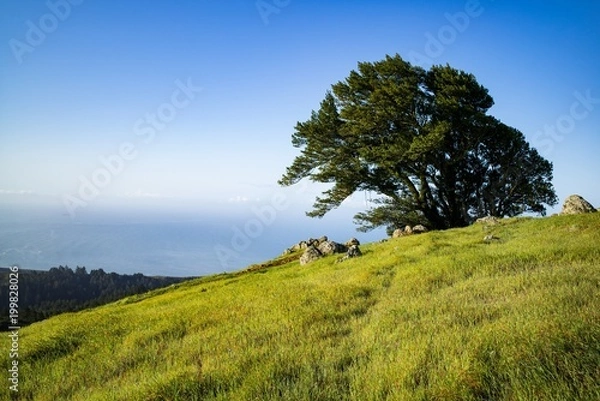 Obraz Tree on Mt Tam