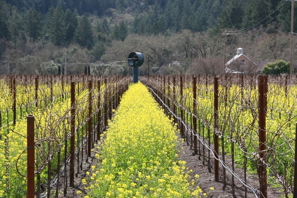 Obraz mustard rows and vines