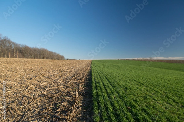 Obraz Ying Yang Farm