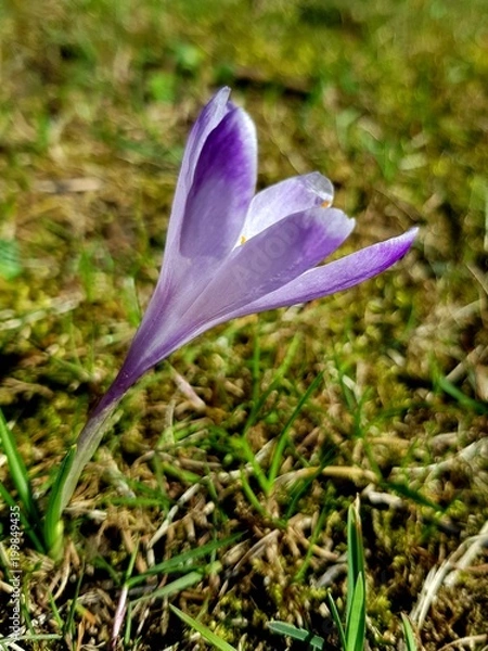 Obraz Crocus flower on a meadow