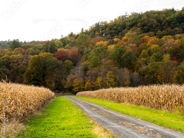 Fototapeta Road into cornfield