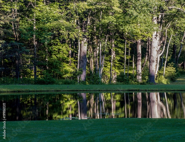 Fototapeta Trees reflecting in pond
