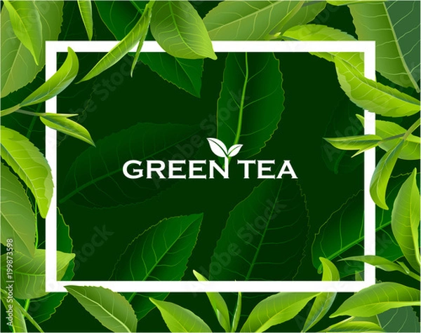 Obraz Green tea leaves vector nature background.