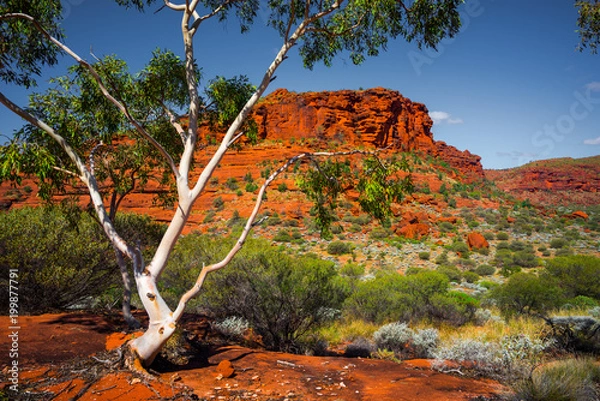 Obraz Aussie Outback