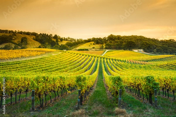 Fototapeta Winnica Adelaide Hills