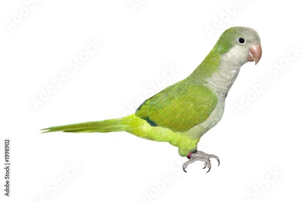 Fototapeta baby parrot