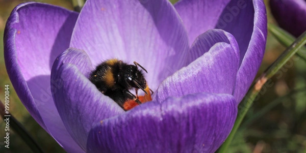 Obraz bumblebee inside crocus