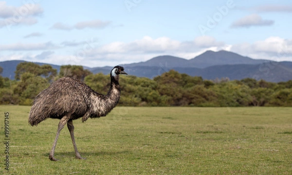 Fototapeta Emu walks on the grass in Wilson's Promontory