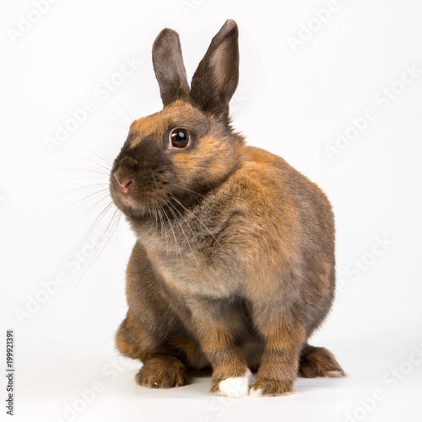 Obraz adorable brown rabbits portrait fool body in studio on sitting white background