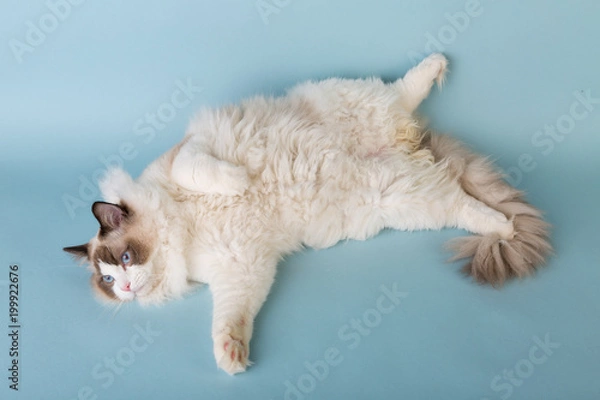 Obraz regdoll male cat looks loke been drunk