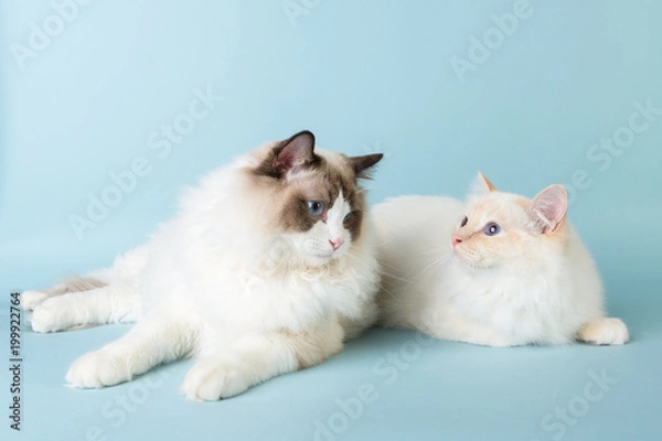 Obraz regdoll and birman male cats