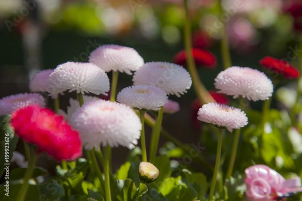 Fototapeta Sommerastern