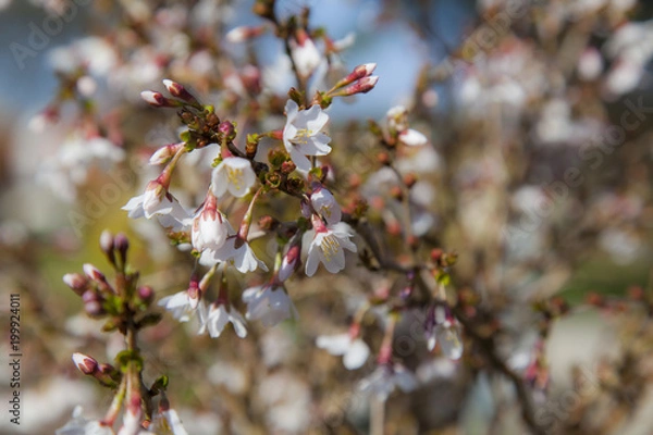 Fototapeta Kirschblüte