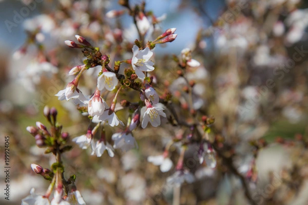 Fototapeta Kirschblüte