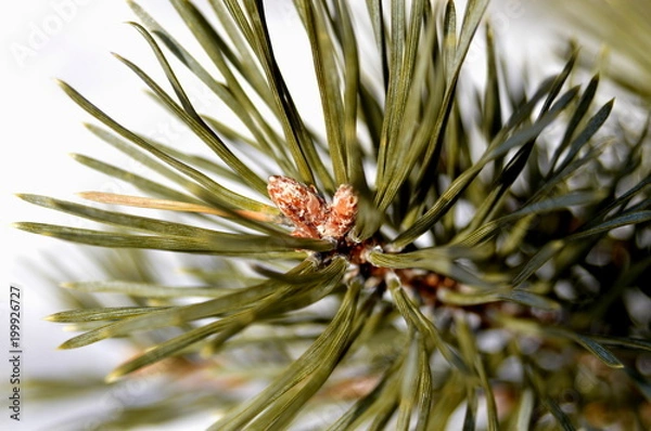 Fototapeta сосновая веточка