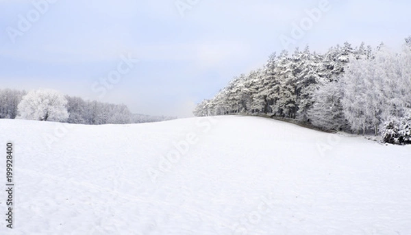Obraz Winter landscape. Snow everywhere, white trees and meadows