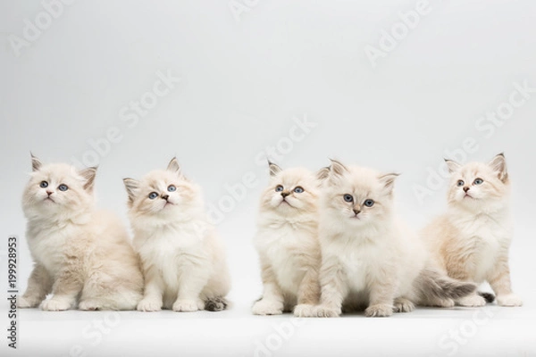 Obraz five cute little kittens on white background