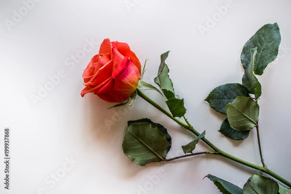 Obraz Several red roses flowers