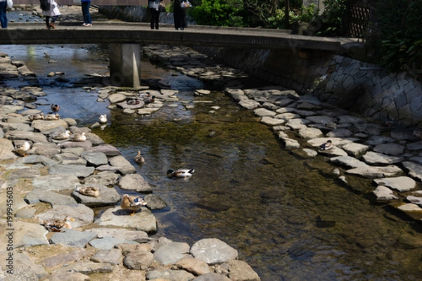 Obraz 檀具川の鴨