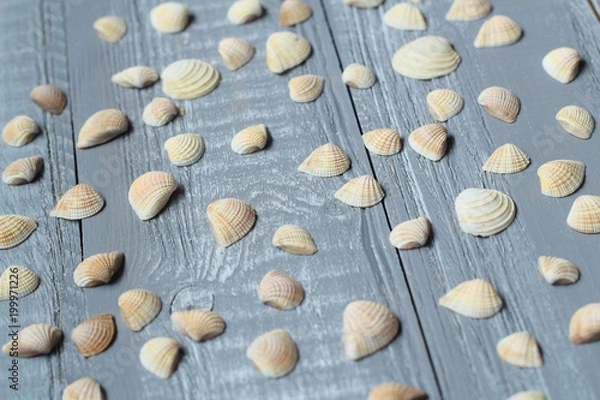 Fototapeta lots of small seashells on light wooden background
