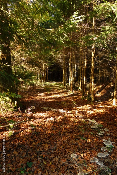 Obraz Hexenring auf einem Waldweg