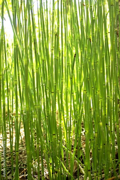 Fototapeta A young green reed, like a bamboo.