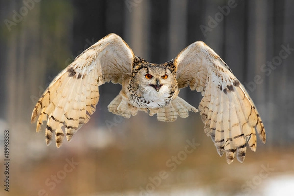 Obraz Puchacz syberyjski wschodniej latający w zimie. Piękna sowa z Rosji leci nad zaśnieżonym polem. Zimowa scena z majestatyczną rzadką sową.