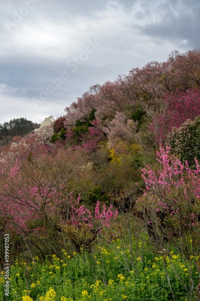 Fototapeta 福島の桃源郷花見山公園