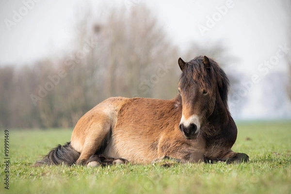 Obraz Exmoor Pony lying down