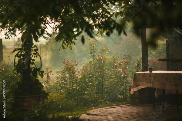 Fototapeta Early morning in garden with dew and mist.
