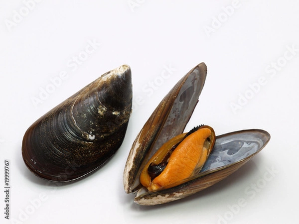 Obraz moules de cordages