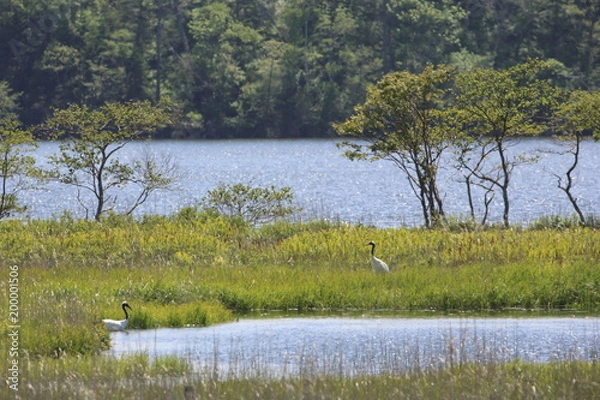 Obraz タンチョウ
