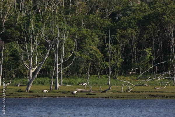 Obraz タンチョウ