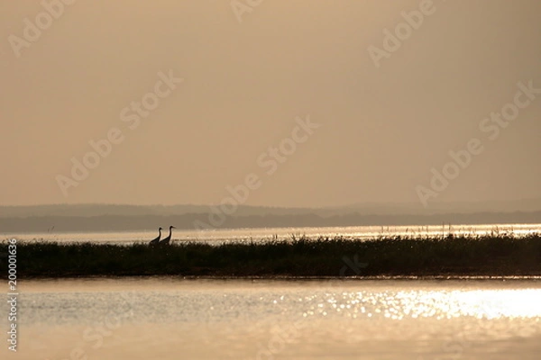 Obraz タンチョウ