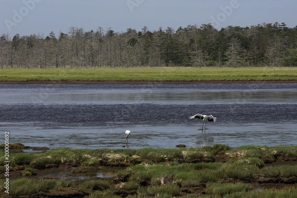 Obraz タンチョウ