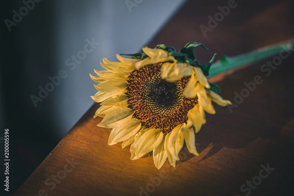 Fototapeta sunflower under the sunset